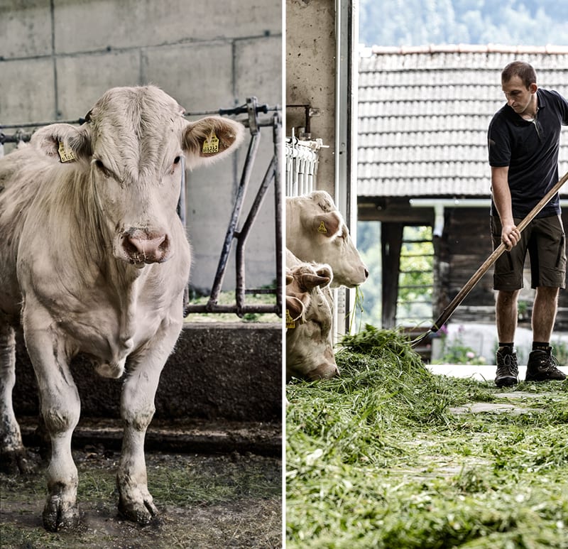 CULT BEEF Kalbinnen und Arbeiten im Stall